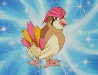 pidgeotto